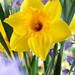 

Нарцисс Карлтон крупнокорончатый 5шт.