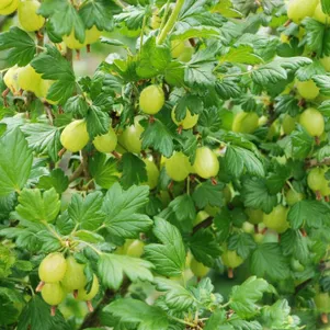 

Крыжовник Кельтайнен крупноплодный желтый