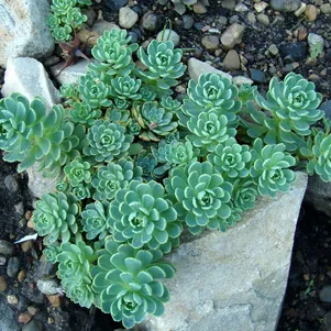 

Очиток (седум) толстоветвистый Опал