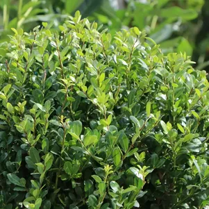 

Падуб городчатый Грин Хедж