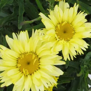 

Ромашка (Нивяник) Голдсмит