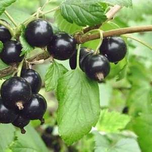 

Смородина Белорусская сладкая черная