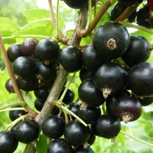 

Смородина Зелёная дымка черная