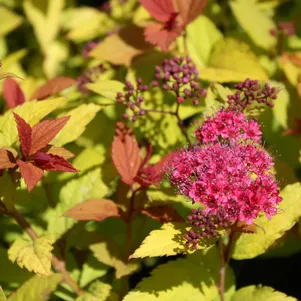 

Спирея японская Голден Джек