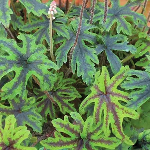 

Тиарелла Хеппи Трейлс