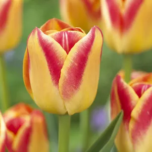 

Тюльпан Кэнди Корнер Триумф 5шт