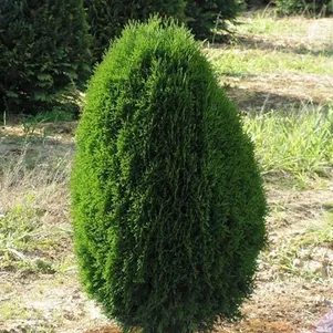 

Туя западная Грин Эгг