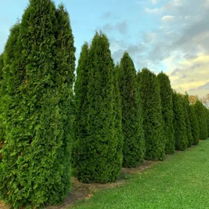 

Туя западная Колумна