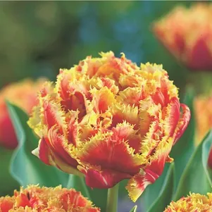 

Тюльпан Брисбен бахромчатый 5 шт