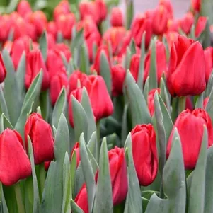 

Тюльпан Иль де Франс Триумф 5 шт