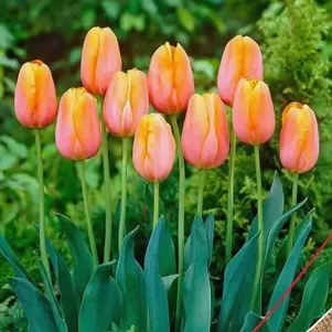 

Тюльпан Санрайз Династи Триумф 5шт