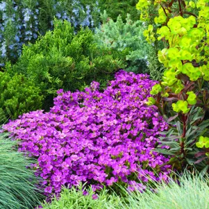 

Арабис кавказский Литл Треже Дип Роуз