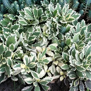 

Арабис кавказский Вариегата