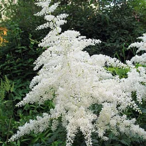 

Астильба Арендса Браутшлеер