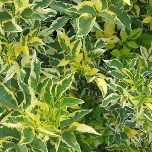 

Бузина Мадонна черная