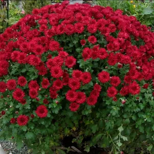 

Хризантема мультифлора Бранроял Скарлет