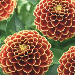 

Георгина Джоуи Хьюберт шаровидная