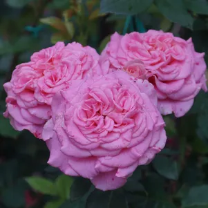 

Роза Эшли чайно-гибридная, Тантау (лиц)