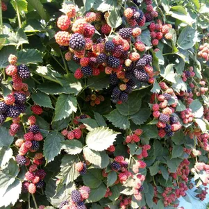 

Ежевика Чачанска Бестрна