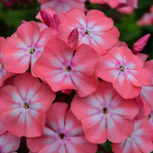 

Флокс Клементина метельчатый