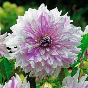 

Георгина Момс Спешл (МАКСИ) декоративная