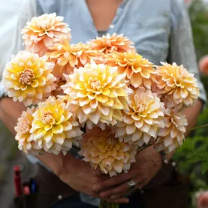 

Георгина Сиэтл декоративная