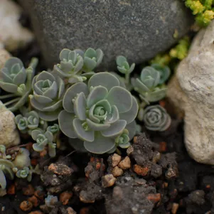 

Горноколосник мягколистный