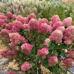 

Гортензия Краса Лесково метельчатая