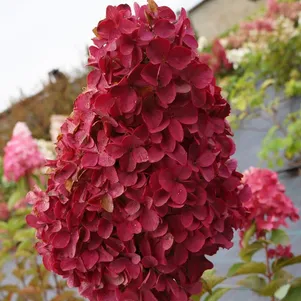 

Гортензия Мэджикал Файер (Волшебный огонь) метельчатая