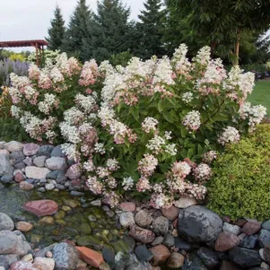 

Гортензия Тиклд Пинк (Щекотливый розовый) метельчатая