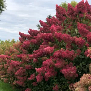 

Гортензия Самарская Лидия/Фрамбозини (Малина) метельчатая