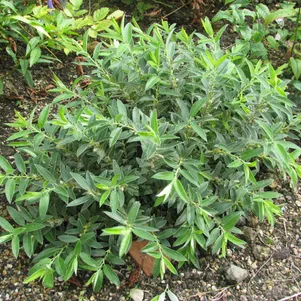 

Ива дальневосточная