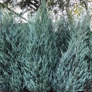 

Можжевельник скальный Блю Айвори