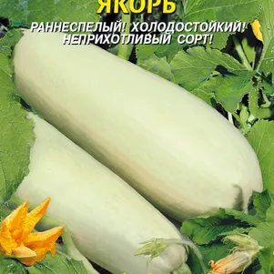 Кабачок Якорь 11 шт Плазменные семена 24₽