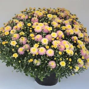 

Хризантема мультифлора Брансвит