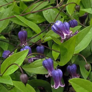 

Клематис Софи мелкоцветковый (3)