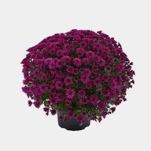 

Хризантема мультифлора Лагун Пурпл