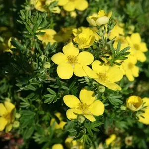 

Лапчатка Цитрус Тарт кустарниковая полумахровая