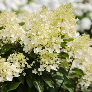 

Гортензия Милк энд Хани (Молоко и мед) метельчатая