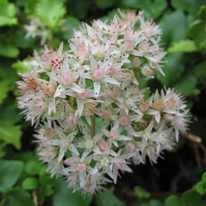 

Очиток (седум) Тополелистный