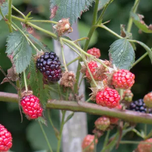 

Ежевика Оуачита