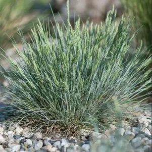 

Овсяница Глауканта валийская