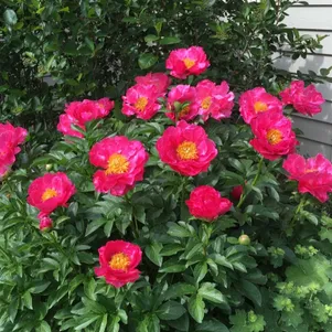 

Пион Паула Фей