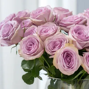 

Роза Луллаби