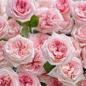 

Роза Пинк О Хара чайно-гибридная