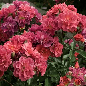 

Роза Селебрейшен Тайм/Синко Де Майо, Викс (лиц)