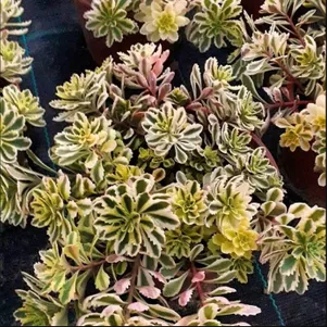 

Очиток (седум) Миддендорфа Вариегатум