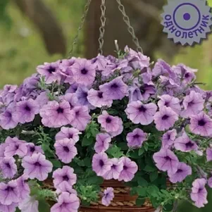 

Петуния Изи Вейв Плам Вейн ампельная 5 шт, Семена Поиск