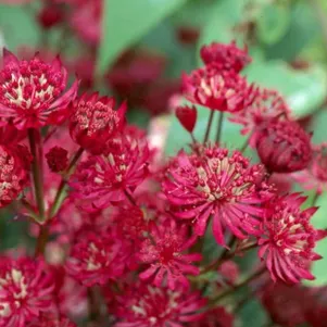 

Астранция Кларет крупная