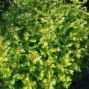 

Смородина альпийская